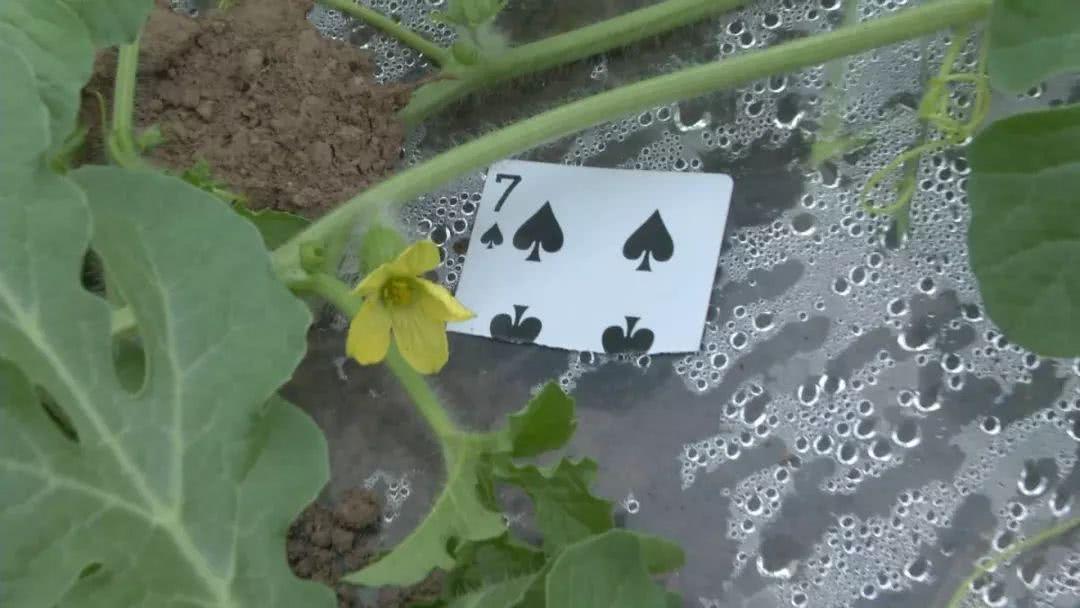 三分钟了解！扑克牌无道具做记号的最佳方法,推荐1个良心渠道